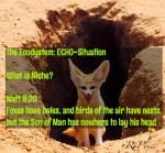 Niches: foxes have holes