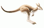 kangaroo-feet