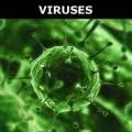 viruses