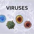 Viruses